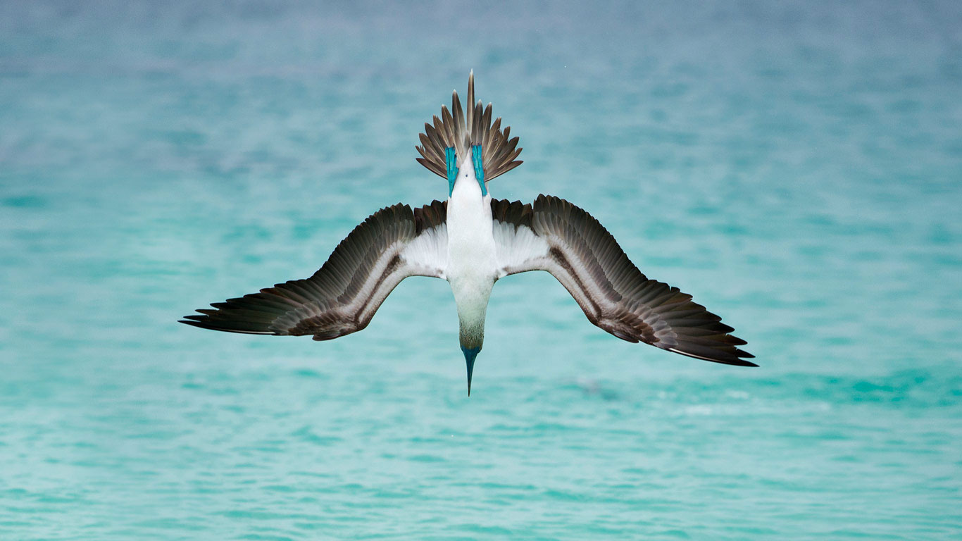 A blue-footed booby dives off San Cristóbal Island, Ecuador (© Tui De Roy/Minden Pictures)(Bing Canada)