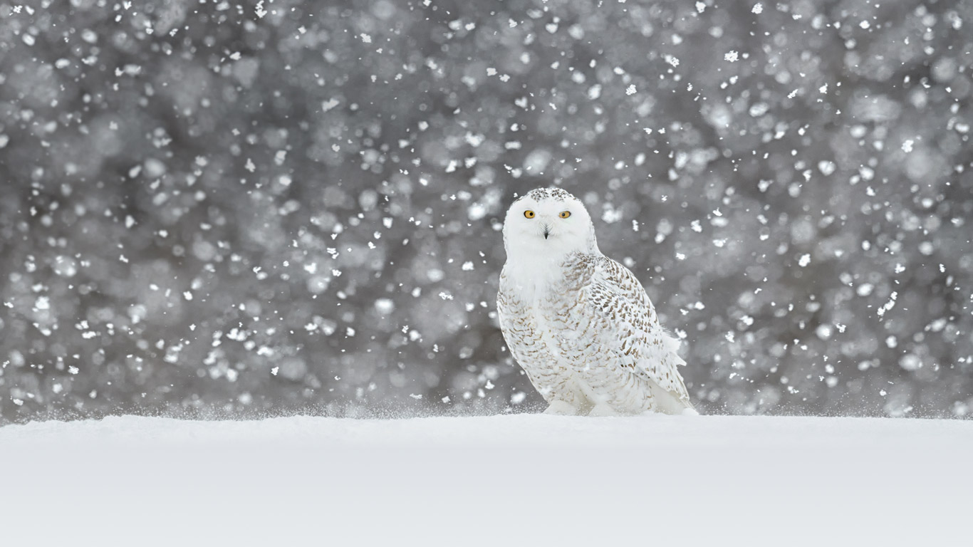 Snowy owl (© Jérémie LeBlond-Fontaine/Getty Images)(Bing Canada)