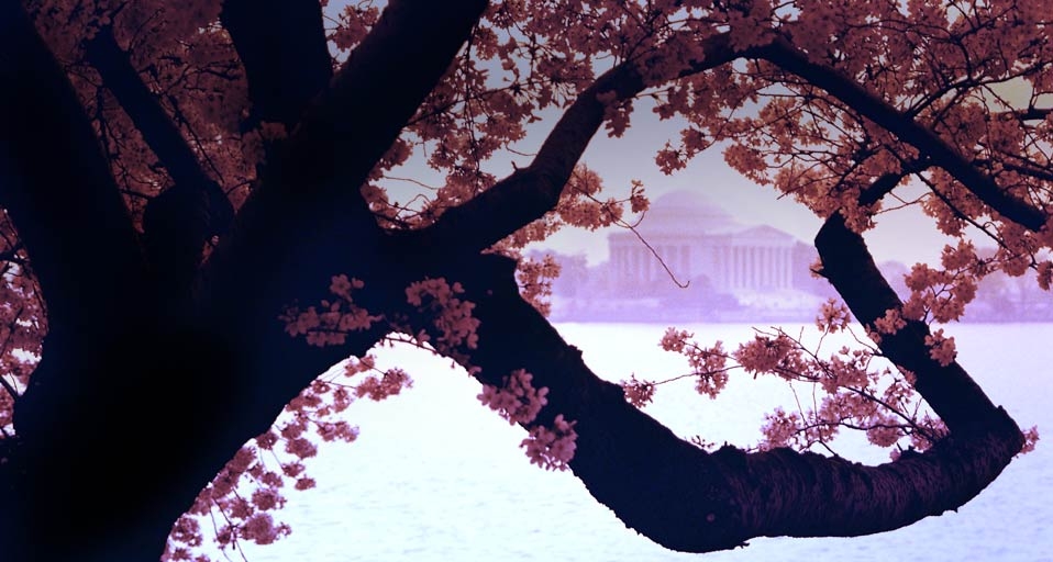 Cherry blossoms frame the Jefferson Memorial  in Washington DC, USA -- John Aikins/Corbis &copy; (Bing United Kingdom)