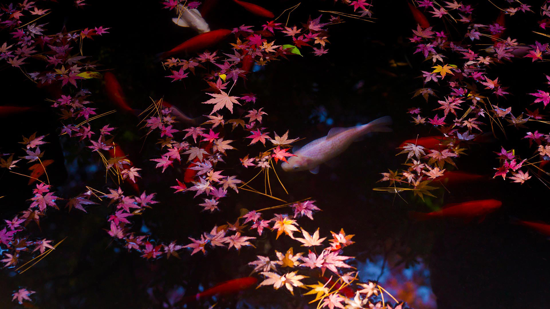 Autumn leaves and goldfish in Tokyo, Japan (© qrsk/Moment/Getty Images)(Bing United States)