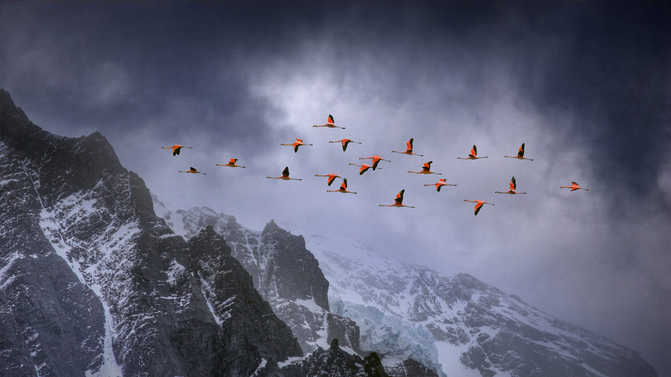 在百内国家公园上空飞翔的智利红鹳，智利 (© Ben Hall/Minden Pictures)(Bing China)