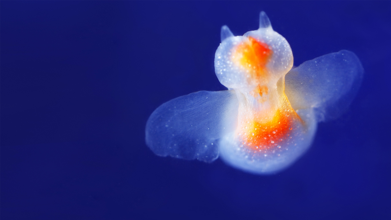｢クリオネ｣ (© Datacraft/Universal Images Group/Age Fotostock)(Bing Japan)