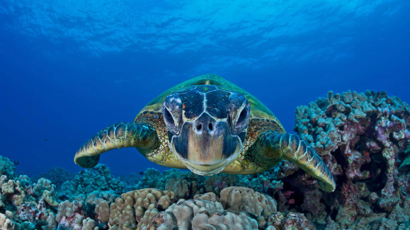 Green sea turtle, Maui, Hawaii  (© David Fleetham/Visuals Unlimited, Inc.)(Bing Canada)