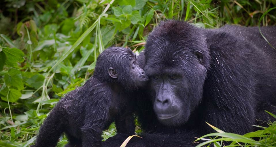 A baby Gorilla snuggles with it’s father, the silverback troop leader in Bwindi Impenetrable National Park, Uganda -- Paul Souders/Corbis &copy; (Bing Canada)