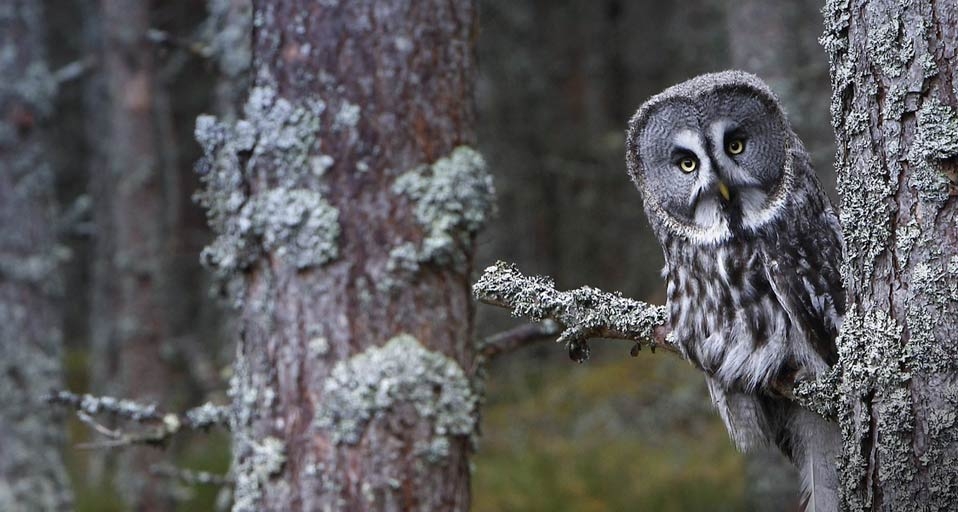 Great Grey Owl -- Morales/age fotostock &copy; (Bing Canada)