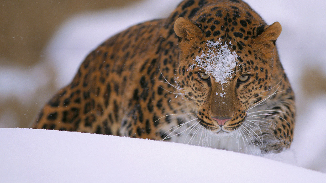 A rare amur leopard peers over a snowy embankment (© John Conrad/Corbis)(Bing United Kingdom)