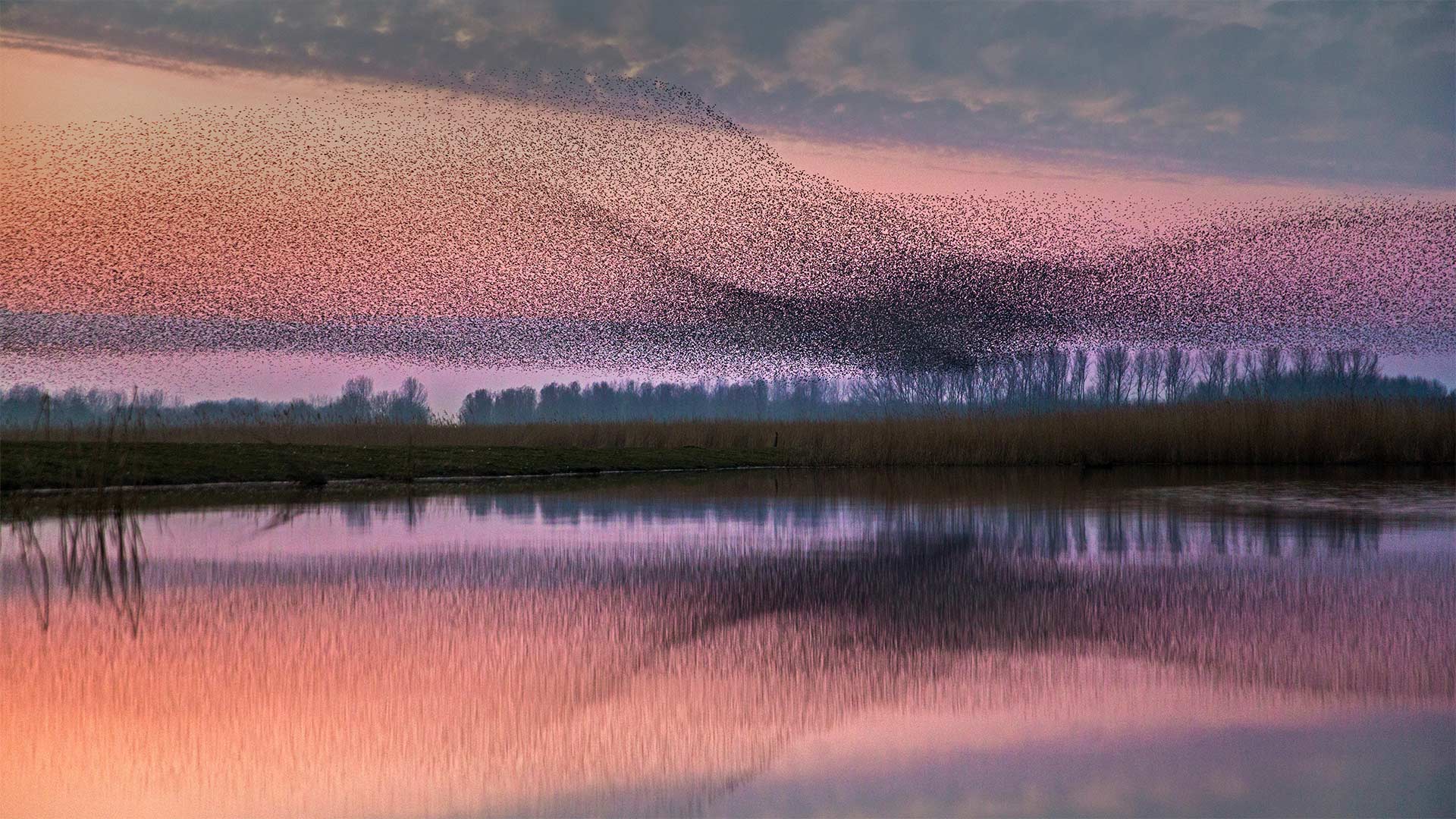 Starlings flock over Lauwersmeer National Park, Netherlands (© Frans Lemmens/Alamy)(Bing United Kingdom)
