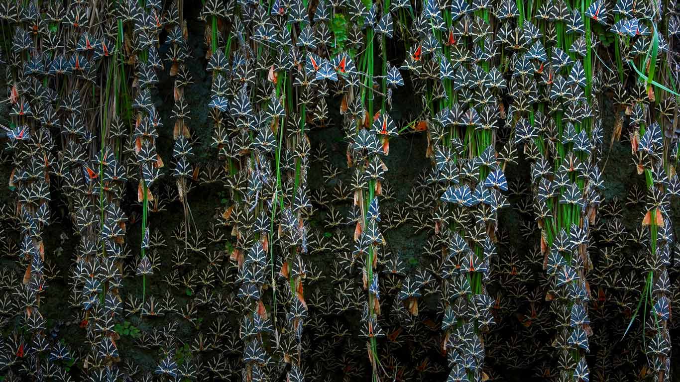 Jersey tiger moths in Petaloudes, Greece (© Ingo Arndt/Minden Pictures)(Bing United Kingdom)