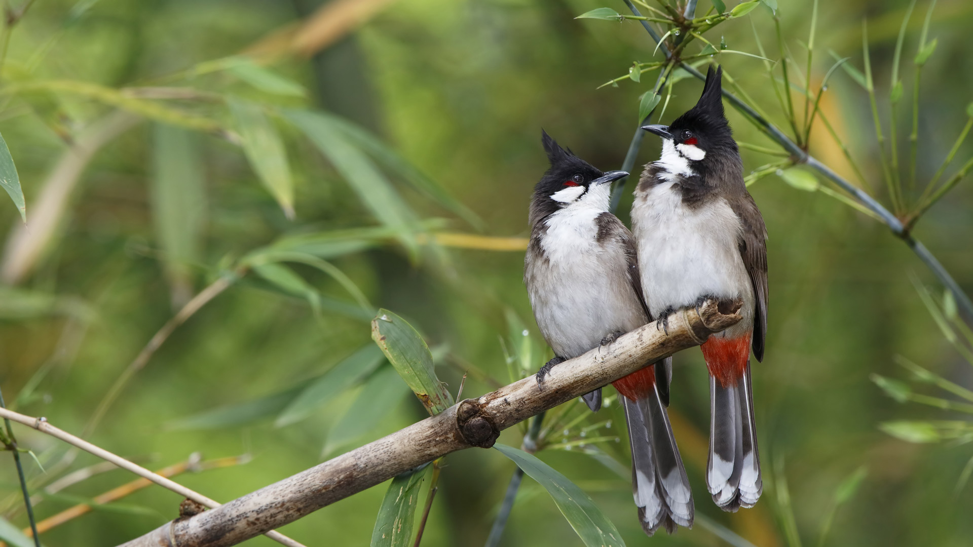 【今日七夕】 (© Martin Hale/Minden Pictures)(Bing China)