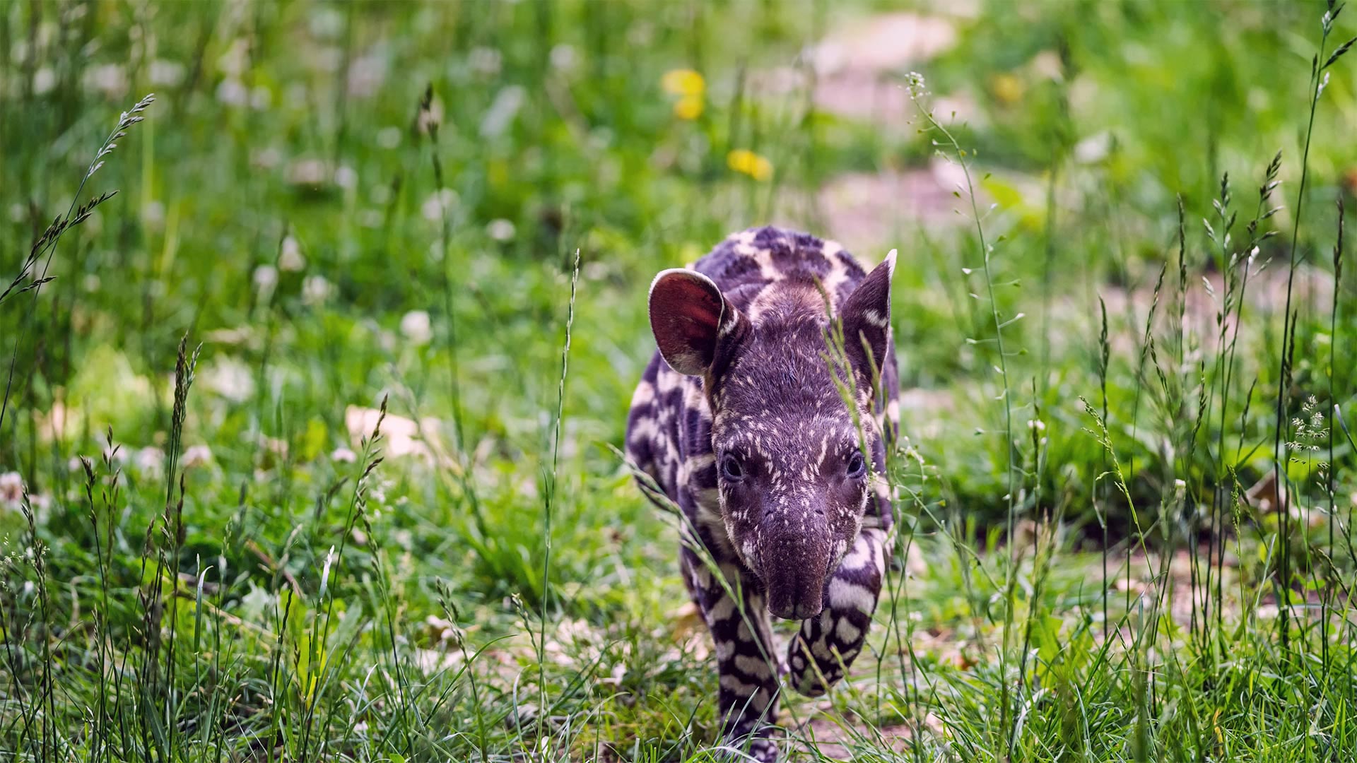 ｢アメリカバク｣ (© Nick Fox/Shutterstock)(Bing Japan)