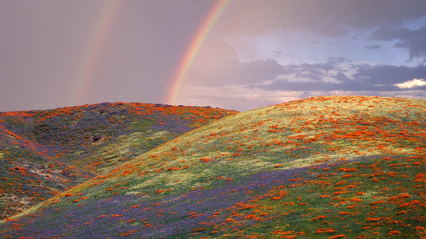 ｢ポピーとルピナスの丘｣アメリカ, カリフォルニア州 (© Corbis/age fotostock)(Bing Japan)