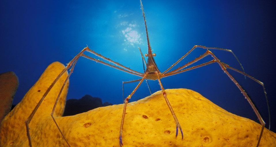 Arrow crab on a sponge in the Caribbean Sea (© Jurgen Freund/Aurora Photos) &copy; (Bing United Kingdom)