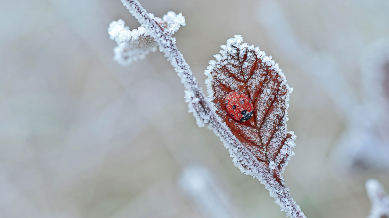 A ladybird hibernates in Tewin, England (© James Pearce/Alamy)(Bing Canada)