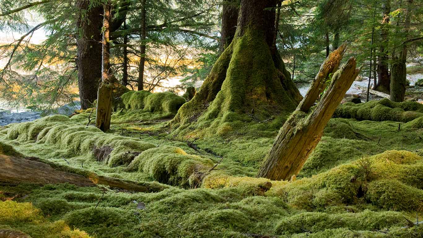 Gwaii Haanas National Park Reserve, Haida Gwaii, B.C. (© Stuart McCall/Getty Images)(Bing Canada)