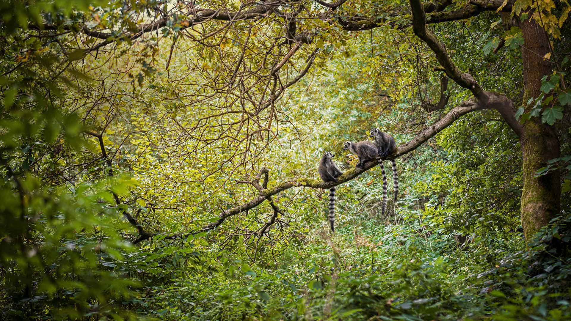 Ring-tailed lemurs in Madagascar for World Lemur Day (© Image Source/Alamy)(Bing United States)