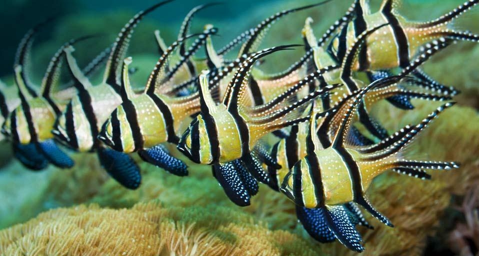Banggai Cardinalfish, Lembeh Strait, North Sulawesi, Indonesia (© Daniela Dirscherl/age fotostock) &copy; (Bing United Kingdom)