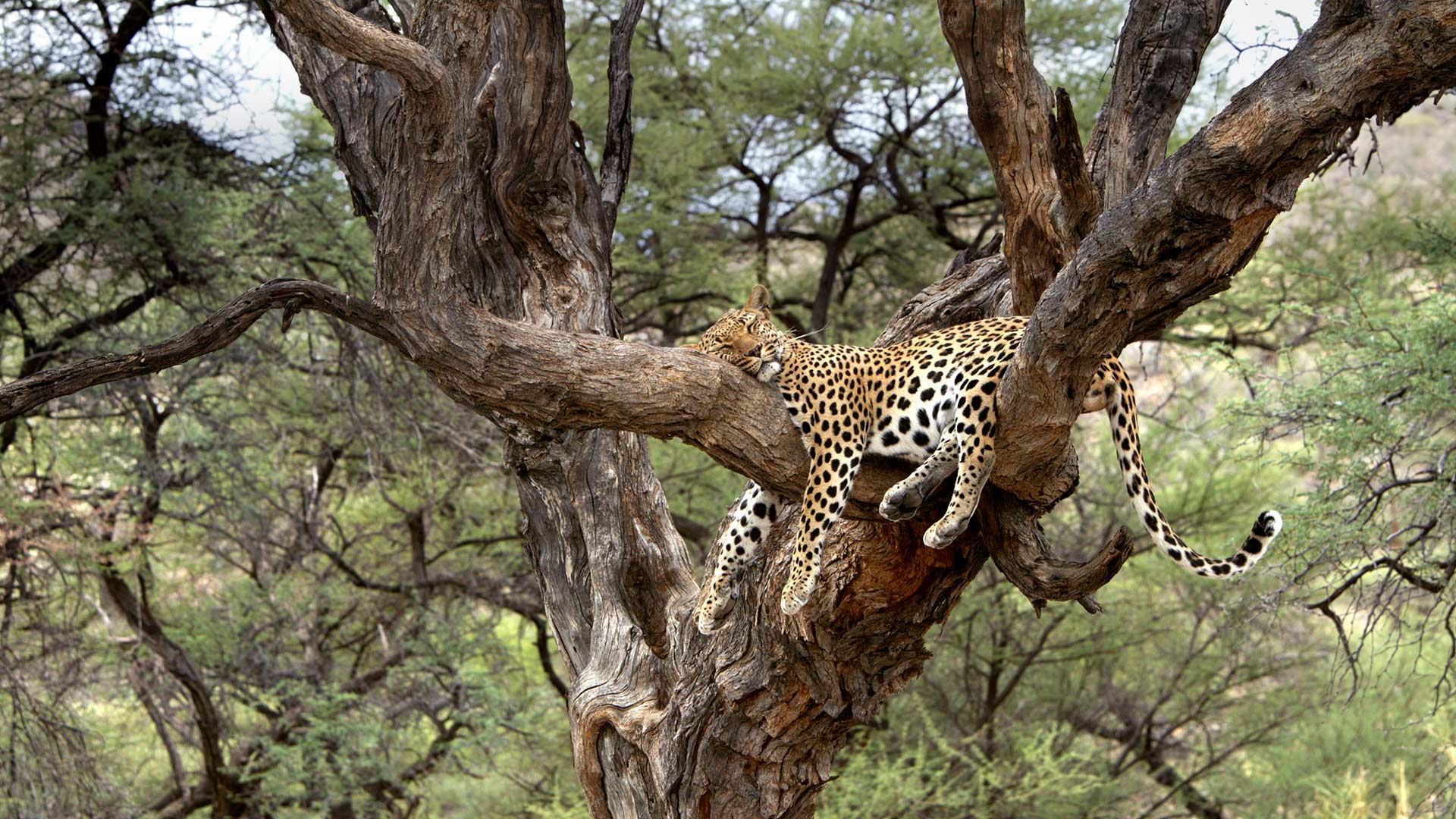 Leopard snoozing in a tree in Namibia for National Nap Day (© M. Watsonantheo/SuperStock)(Bing Canada)
