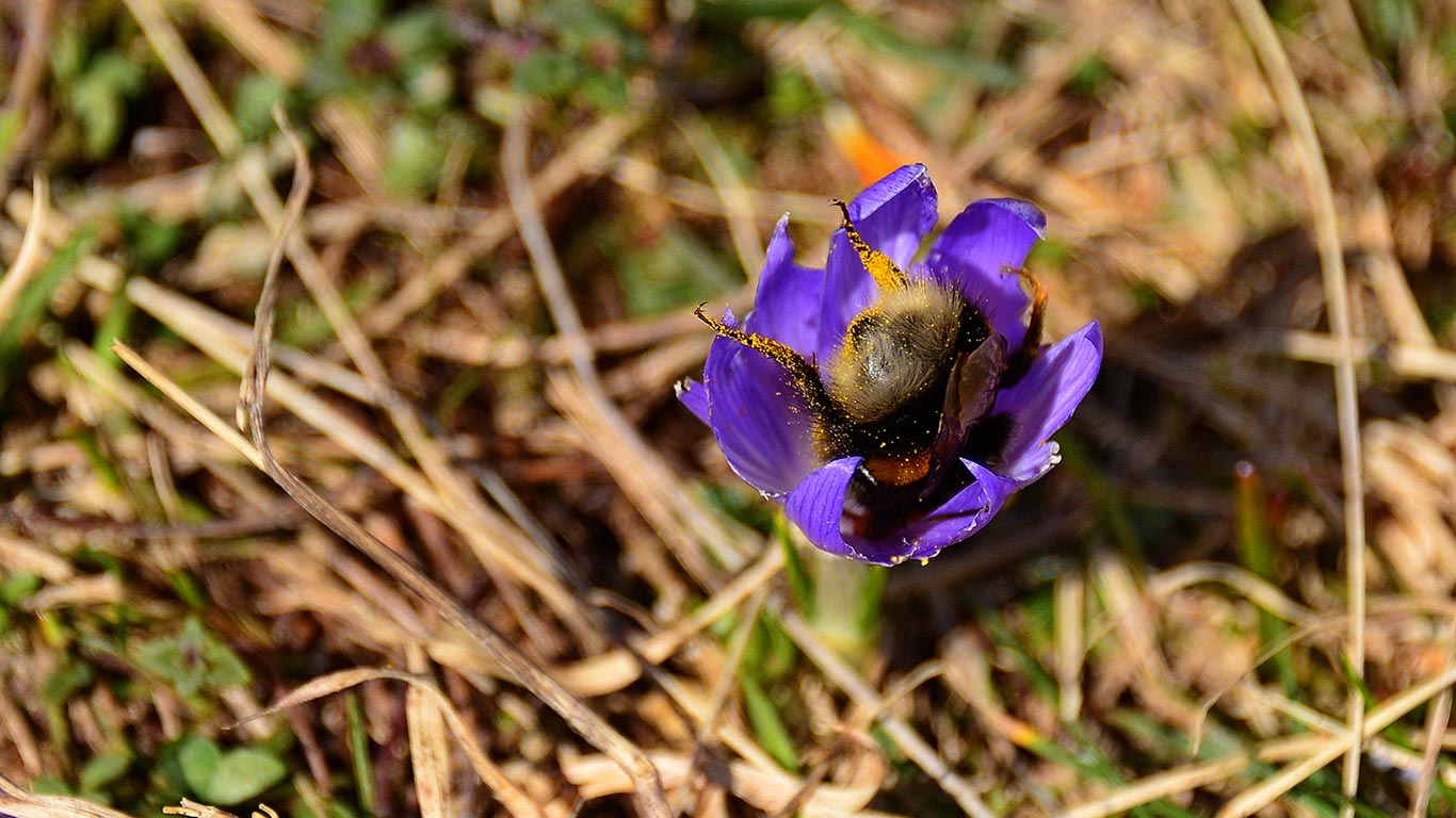Erdhummel in einem Frühlingskrokus, Almwiesen zwischen Mittenwald und Garmisch-Partenkirchen, Bayern, Deutschland (© Dr. Rüdiger Hess/geo-select FotoArt)(Bing Deutschland)