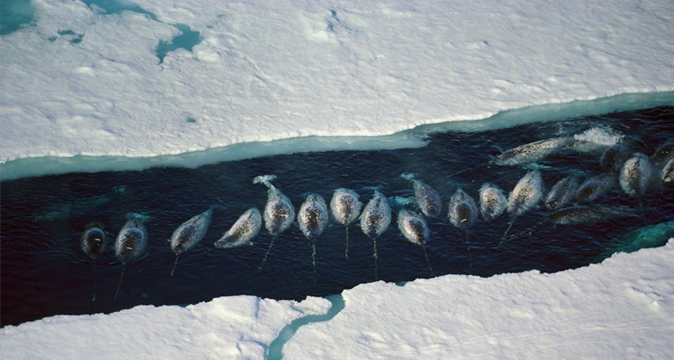 Narwhal whales group in an ice break near Baffin Island, Nunavut, Canada -- Minden Pictures/Masterfile &copy; (Bing United Kingdom)