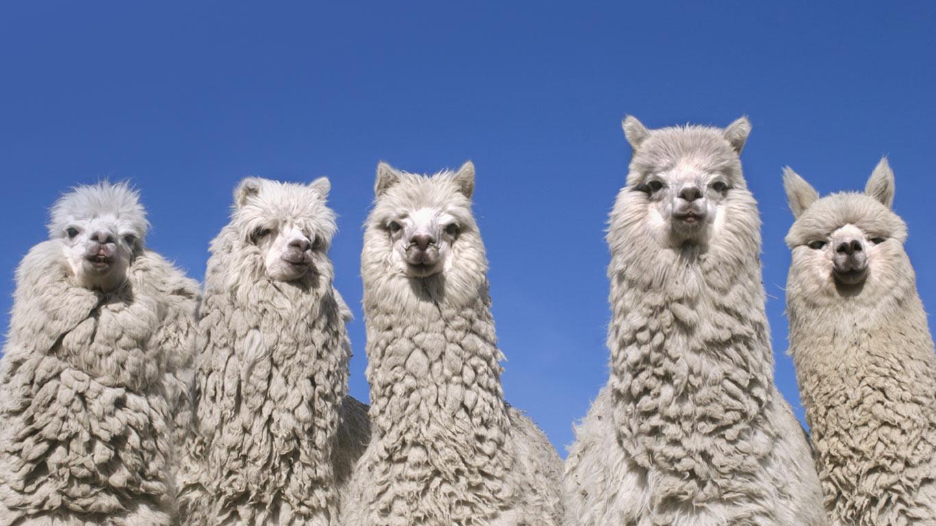 Alpacas near the base of Cotopaxi Volcano, Ecuador (© Steve Bloom Images/Alamy)(Bing United Kingdom)