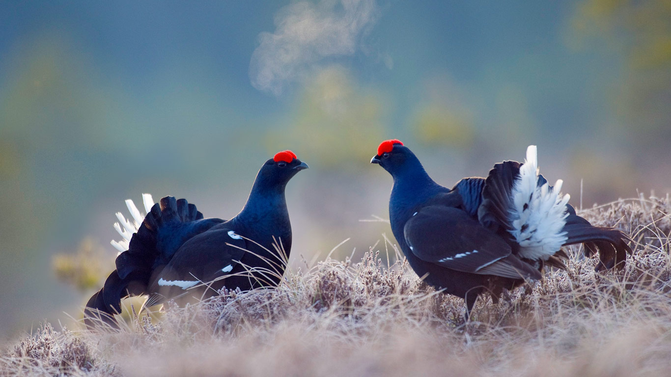 ｢クロライチョウのオス｣スウェーデン,  ベルグスラーゲン (© E. Haarberg/Corbis)(Bing Japan)