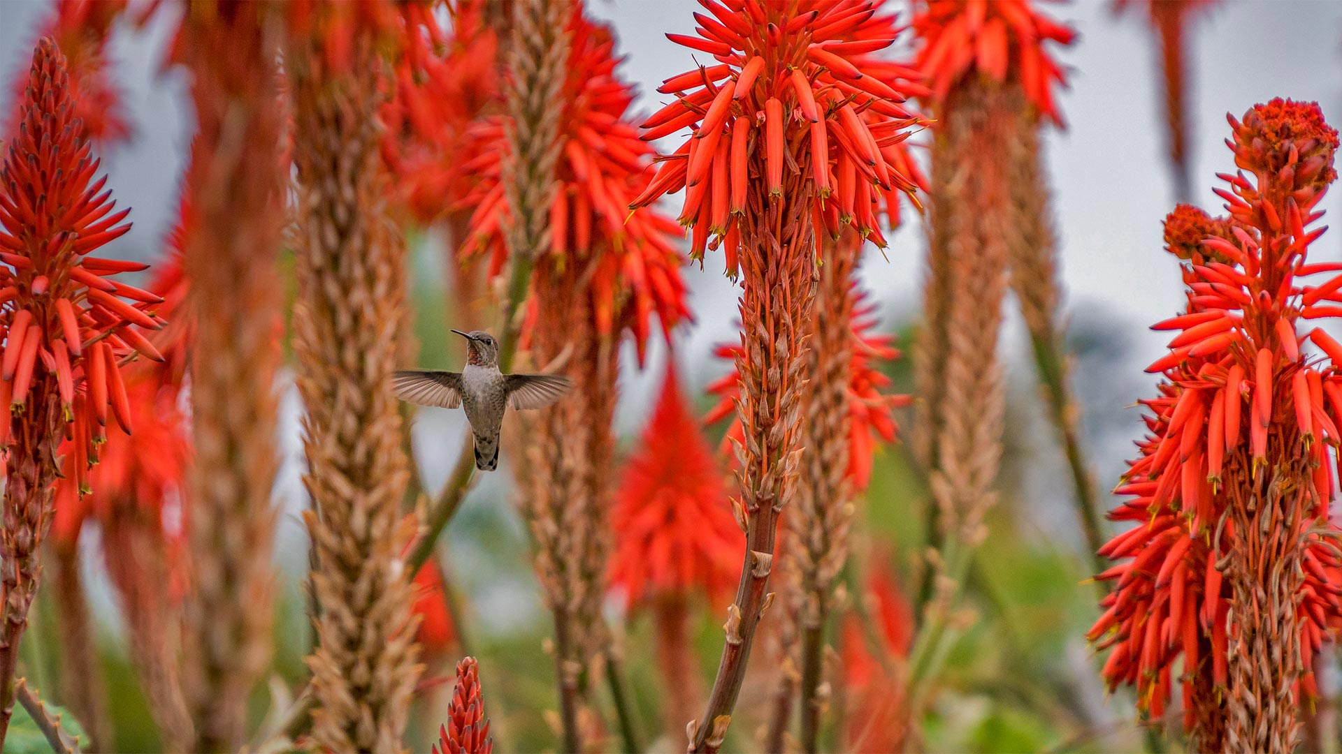 Hummingbird near blooming aloe vera in Laguna Beach, California (© Aurora Photos/Offset)(Bing Canada)