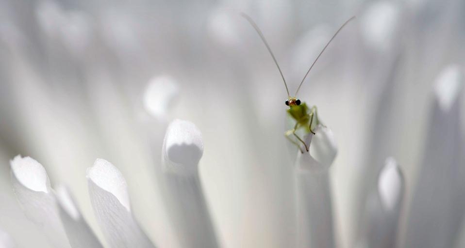 Green lacewing peering on petals (© David Maitland/Getty Images) &copy; (Bing United Kingdom)