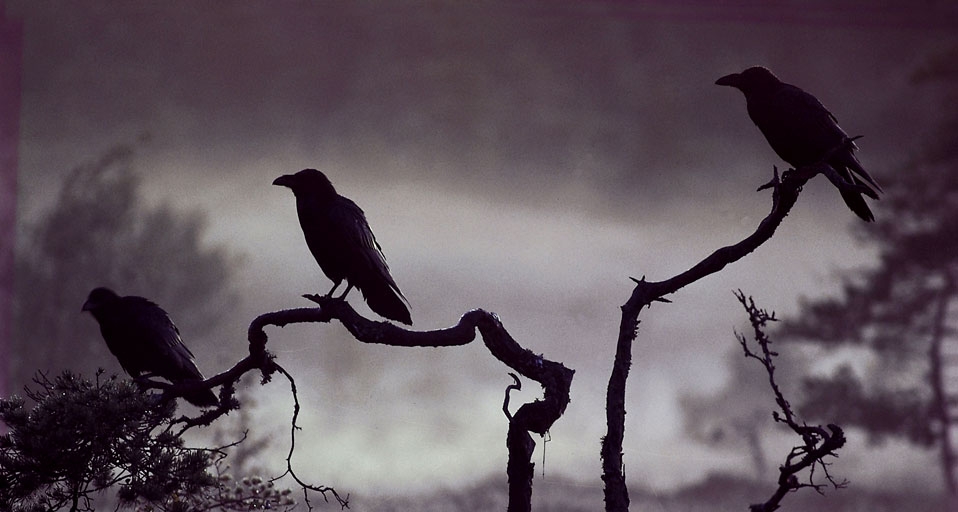 岁月的童话：七只乌鸦 -- Jorn Bohmer Olsen/NordicPhotos/age fotostock &copy; (Bing China)