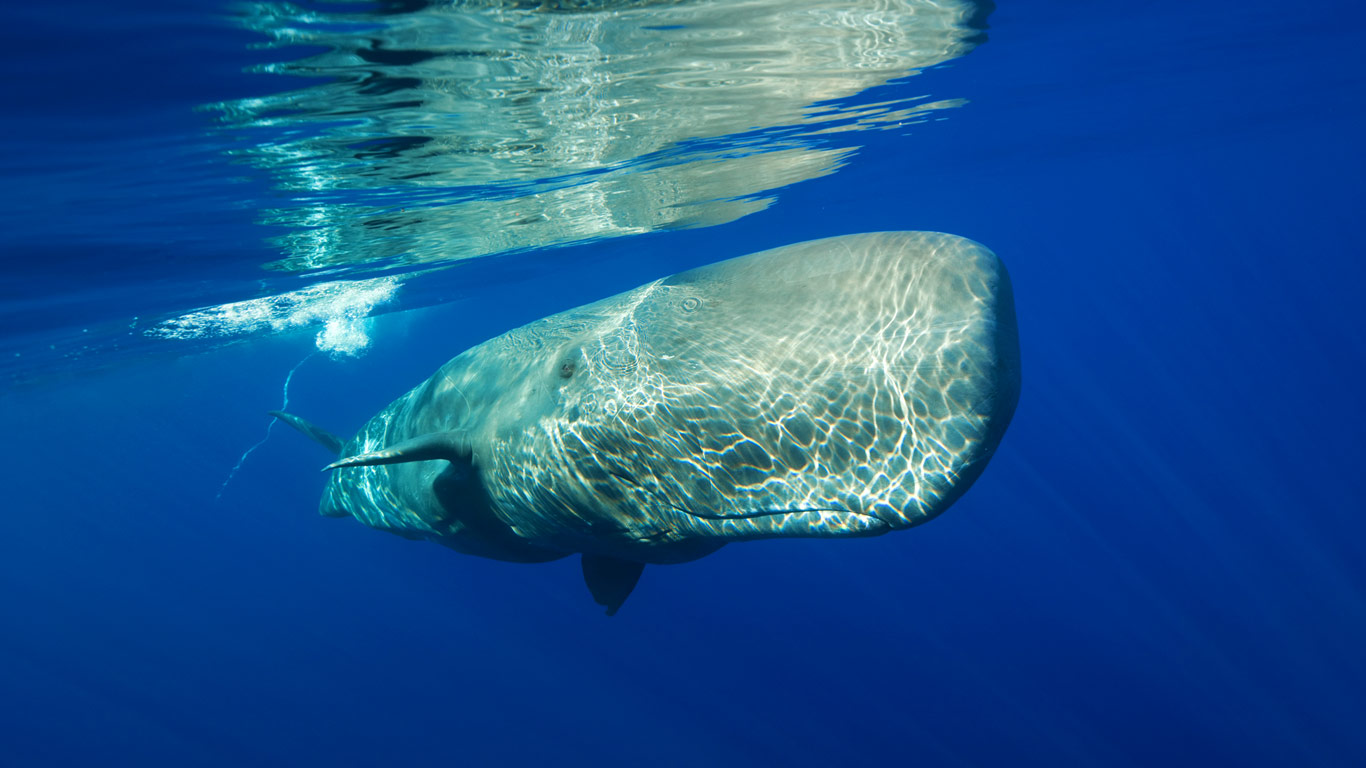 Sperm whale off the coast of the Azores, Portugal (© Reinhard Dirscherl/Aurora Photos)(Bing United States)