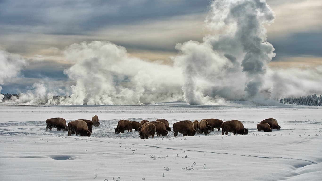 American bison wintering at Fountain Flats, Yellowstone National Park, Wyoming, USA (© Jeff Vanuga/Corbis)(Bing United Kingdom)