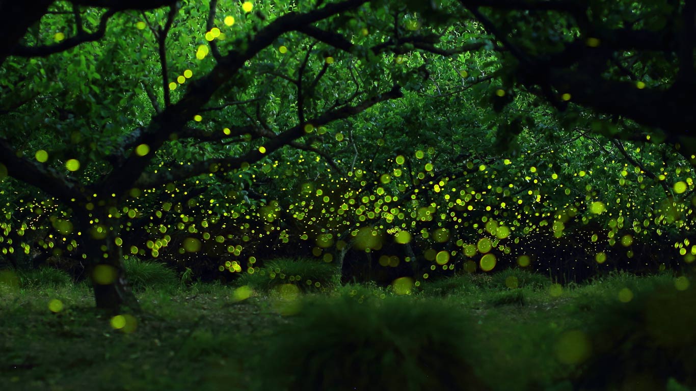 Long-exposure photograph of fireflies in a forested area near Nagoya City, Japan (© Yume Cyan)(Bing United Kingdom)