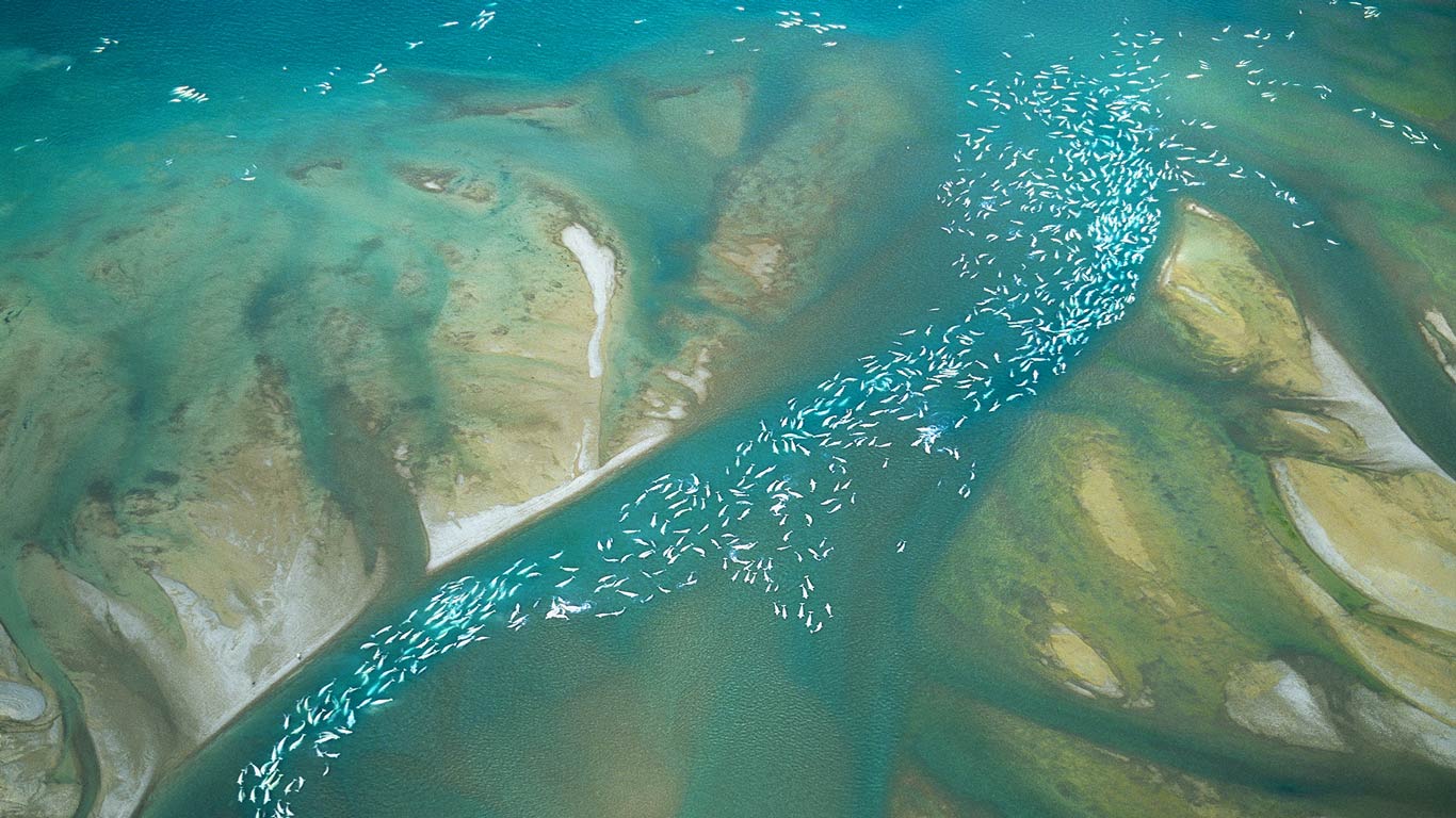 Beluga whales congregate near Somerset Island, Canada (© Norbert Rosing/Getty Images)(Bing United Kingdom)
