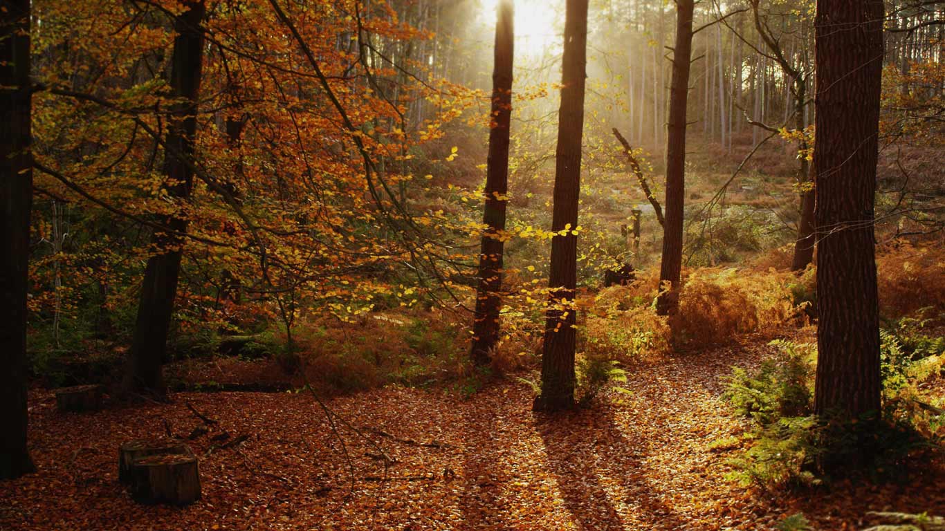 Autumn colors in Cheshire, England (© 2015 Light and Time Productions/Nimia)(Bing Canada)