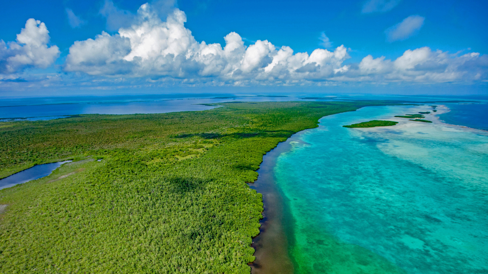 Forested reef, Blue Hole National Monument, Belize (© Tom Till/Alamy)(Bing United Kingdom)