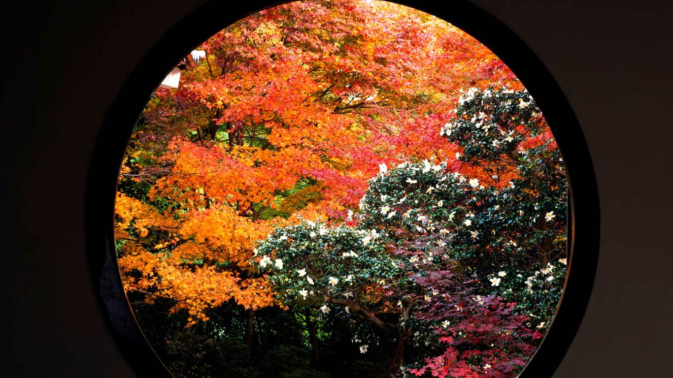 ｢悟りの窓の紅葉｣京都, 源光庵  (© JTB MEDIA CREATION, Inc./Alamy Stock Photo)(Bing Japan)