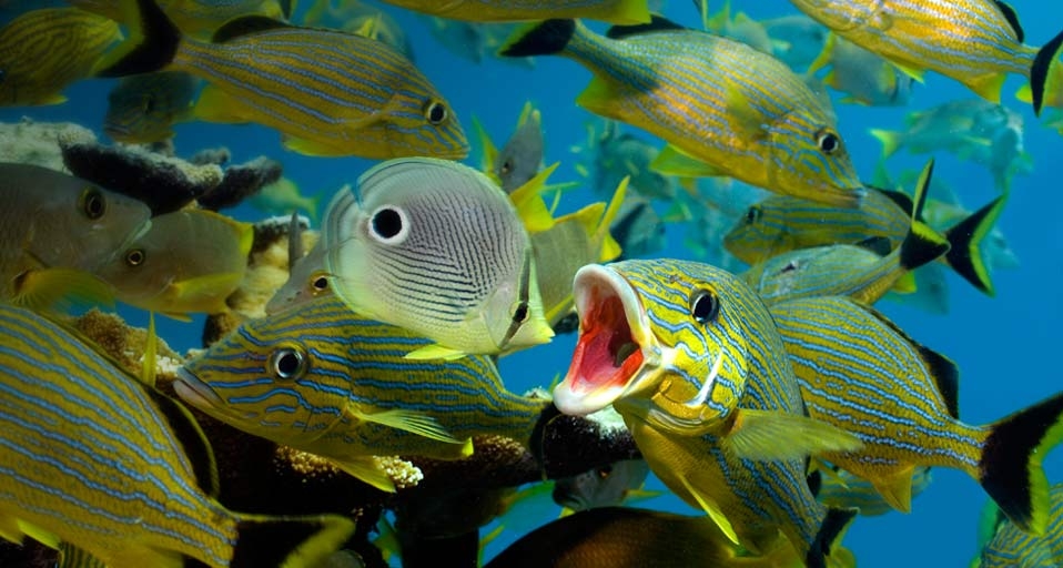Cleaning behaviour of blue-striped grunt and four-eyed butterfly fish, Florida Keys National Marine Sanctuary, USA -- Stephen Frink/Corbis &copy; (Bing United Kingdom)