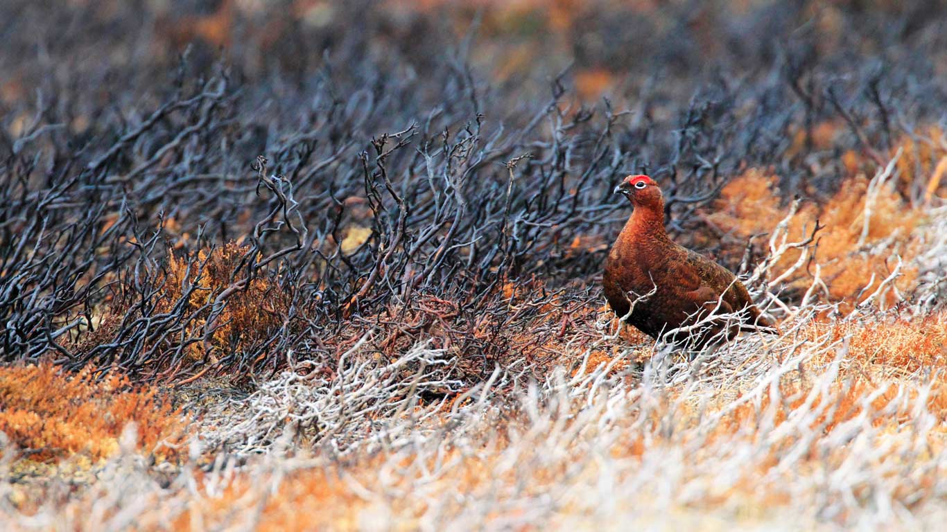 A red grouse at Cairngorms National Park, Scotland (© Frischknecht/blickwinkel/Alamy)(Bing United Kingdom)