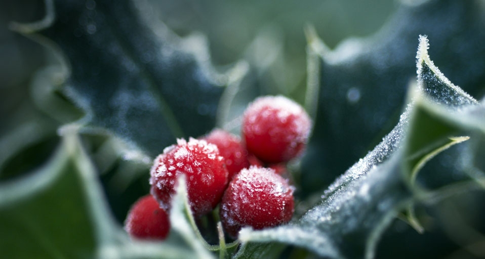 Frosted Holly berries and leaves -- Carol Sharp/age fotostock &copy; (Bing Canada)