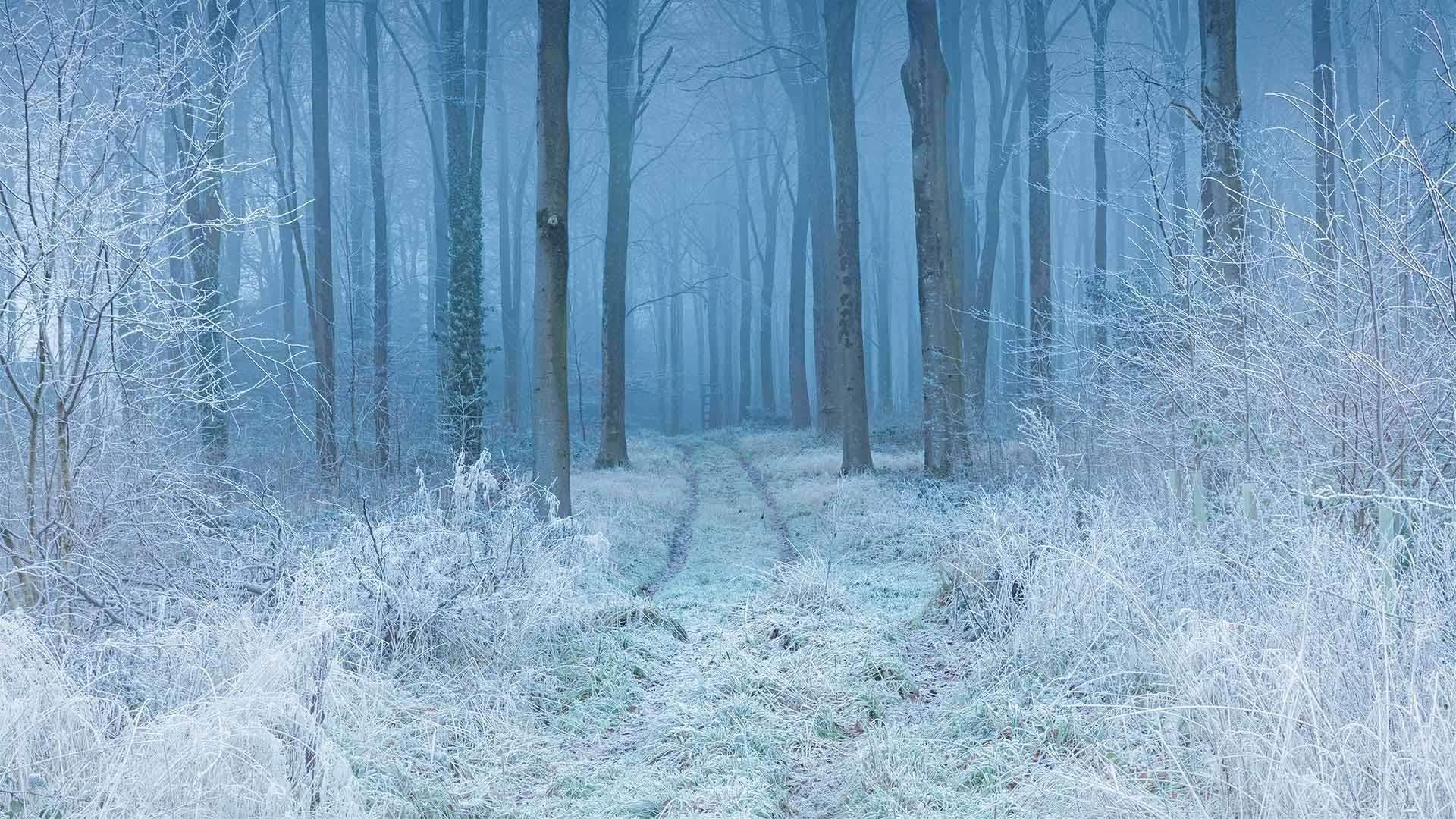 Mit Raureif überzogene Buchenlandschaft, Cranborne Chase, Grafschaft Dorset, England (© Guy Edwardes/Minden Pictures)(Bing Deutschland)