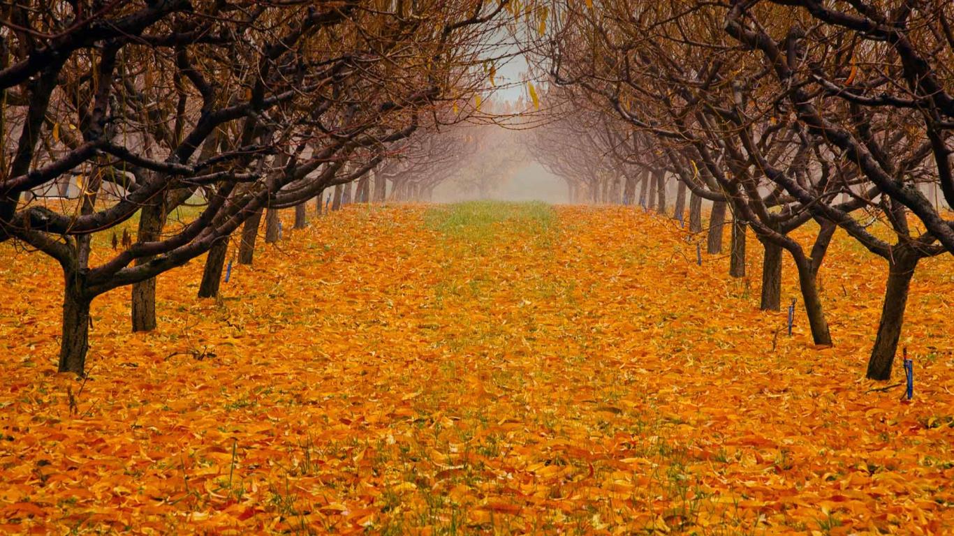 Pear orchard in Okanagan Valley, British Columbia, Canada (© Henry Georgi/Getty Images)(Bing United States)