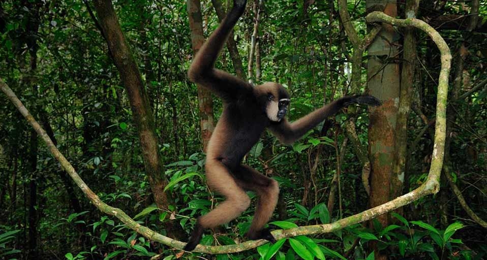 Agile gibbon walking on liana, Tanjung Puting National Park, Borneo, Indonesia (© Thomas Marent/Corbis) &copy; (Bing United Kingdom)