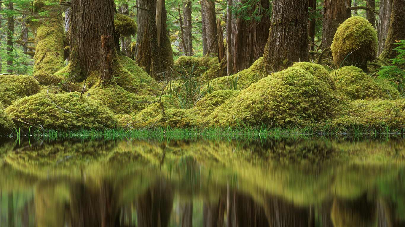Swamp Forest, Tow Hill Ecological Reserve, B.C. (© David Nunuk/Getty Images)(Bing Canada)