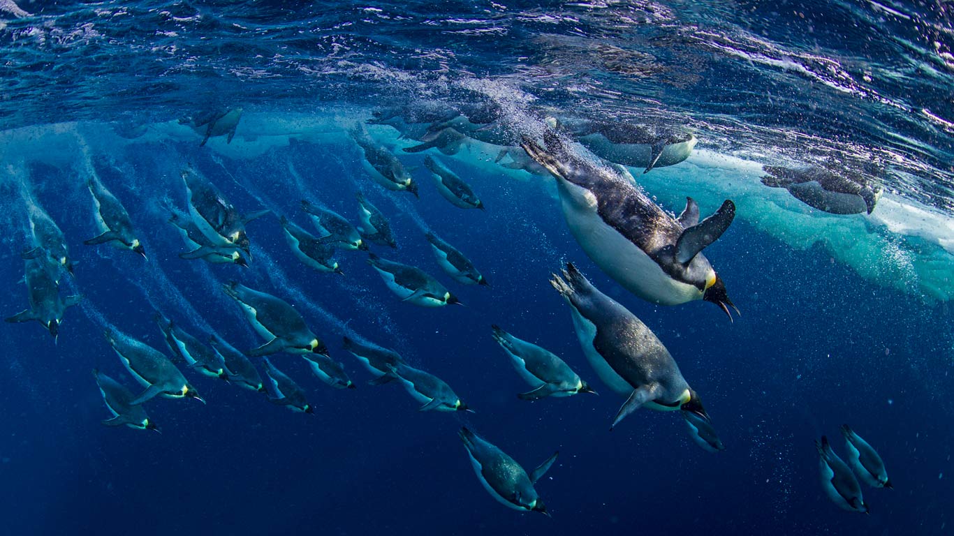 Emperor penguins in the Ross Sea, Antarctica (© Paul Nicklen/Getty Images)(Bing Canada)