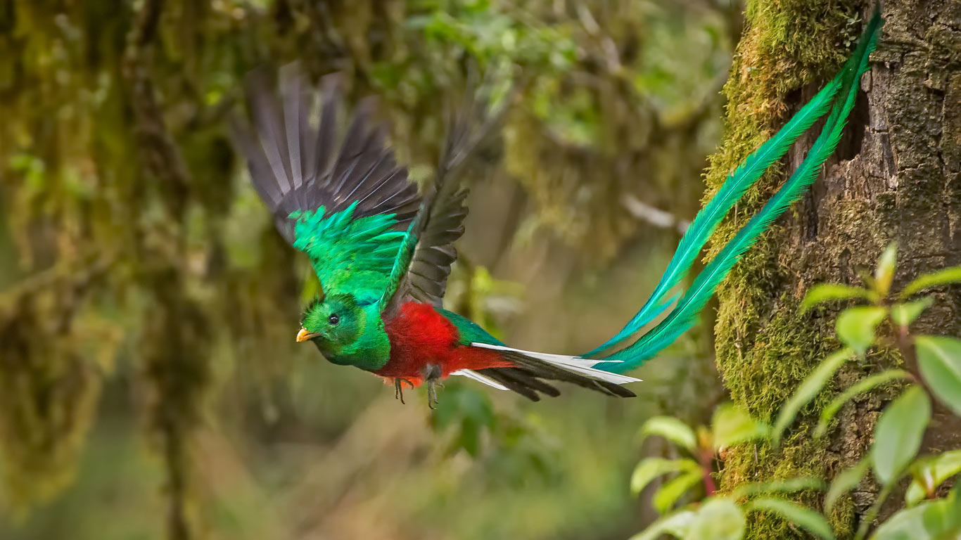 Male resplendent quetzal in Costa Rica (© mallardg500/Getty Images)(Bing United Kingdom)