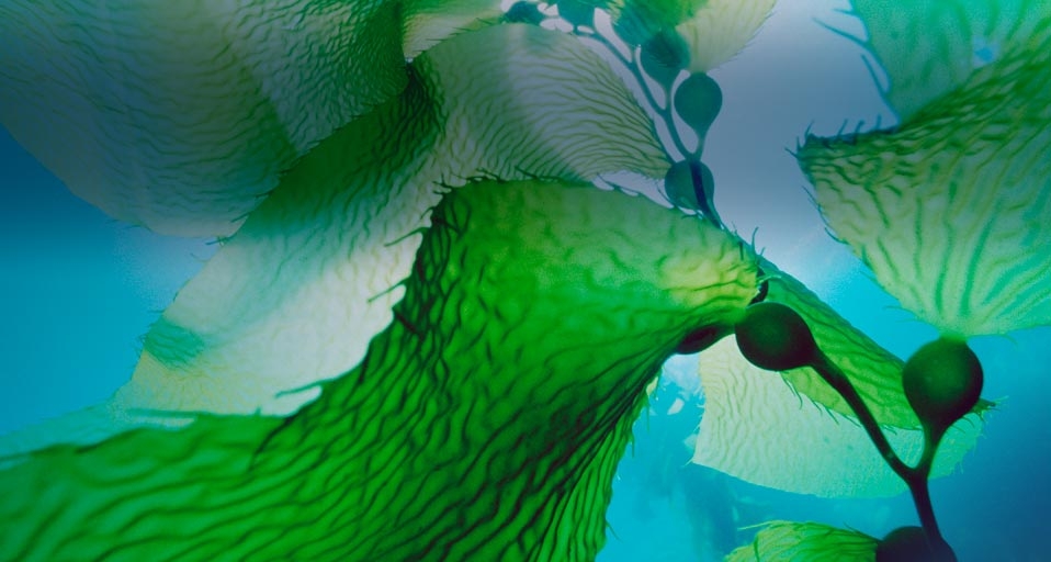 Giant Kelp off the coast of Channel Islands National Park, California, USA -- Ralph A. Clevenger/CORBIS &copy; (Bing United Kingdom)