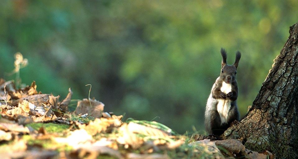 Hokkaido Squirrel (© Datacraft/UIG/age fotostock) &copy; (Bing United Kingdom)