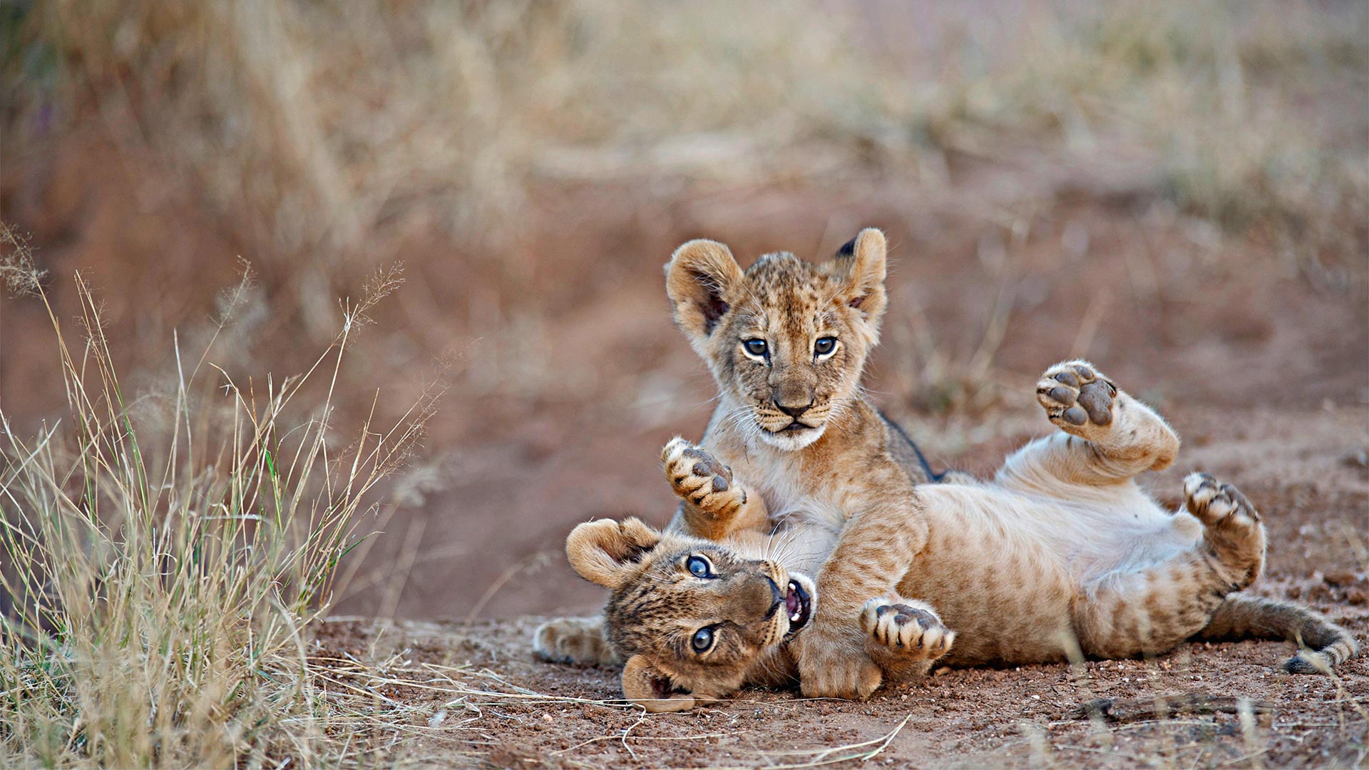 For Siblings Day, lion cubs wrestle in Samburu National Park, Kenya (© Mark C. Ross/Getty Images)(Bing Canada)
