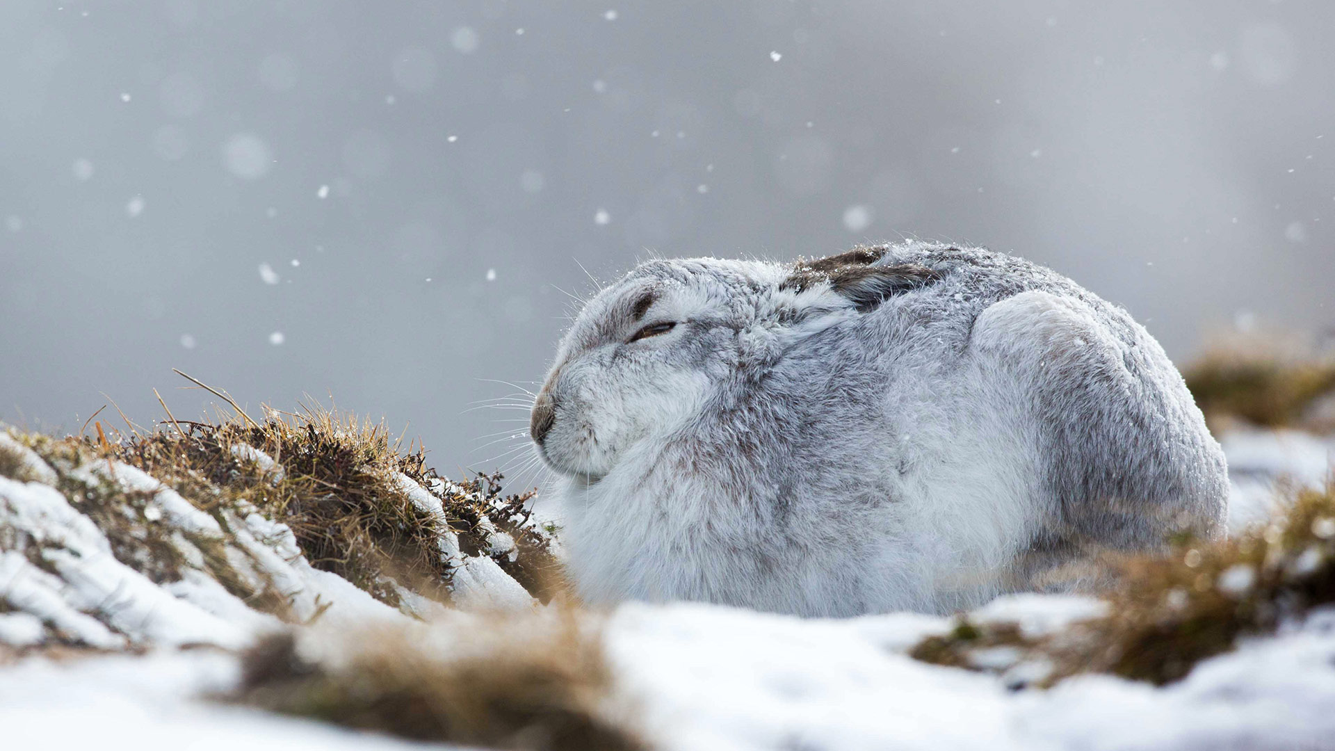 A mountain hare hunkers down in a snow storm, the Cairngorms (© Lyle McCalmont/Getty Images)(Bing United Kingdom)