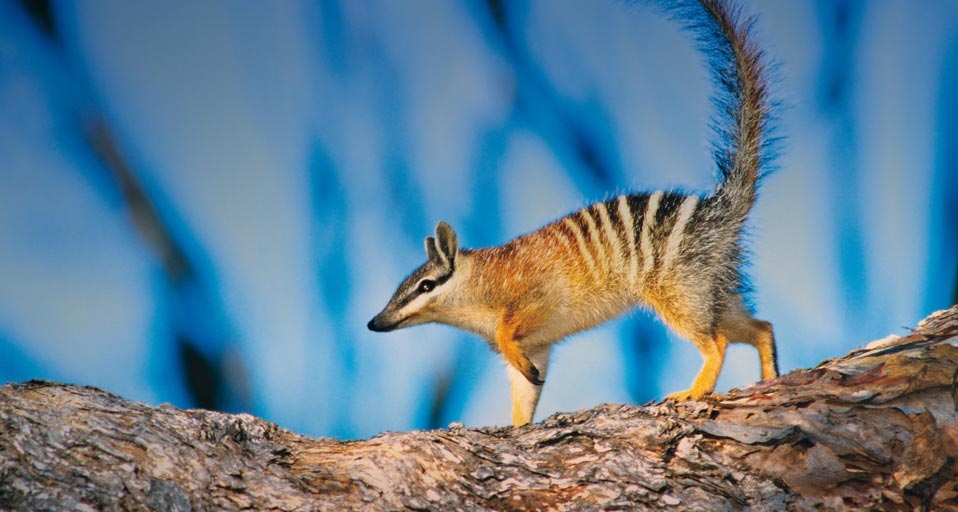 Numbat walking along a log -- Steve Parish Publishing/Corbis &copy; (Bing United Kingdom)