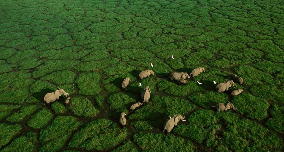 Elephant trails bisect the green grasses of Amboseli National Park, Kenya (© George Steinmetz/Corbis) &copy; (Bing United Kingdom)
